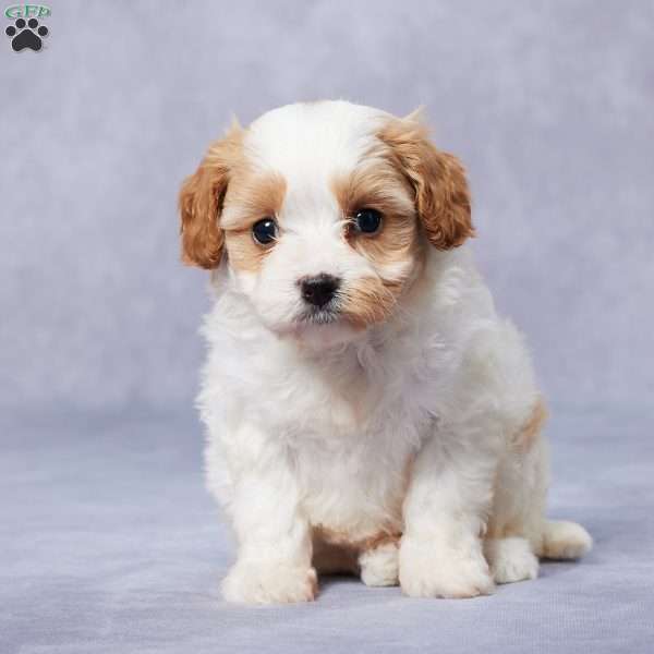 Edie, Cavapoo Puppy